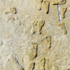 Fossilised Footprints Of First Humans Discovered In North America