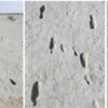 Fossilised Footprints Of First Humans Discovered In North America