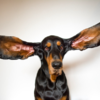 Coonhound Takes New Guinness World Record For Longest Dog Ears