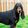 Coonhound Takes New Guinness World Record For Longest Dog Ears
