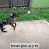 Adorable Furry Friend Determined To Catch The Ball In Fetch After Missing It Several Times