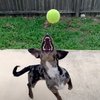 Adorable Furry Friend Determined To Catch The Ball In Fetch After Missing It Several Times