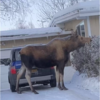 Dog Confused By Strange Animal In Their Driveway