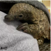 Little Pangolin Shows His Excitement While Taking His Favourite Mud Bath