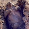Little Pangolin Shows His Excitement While Taking His Favourite Mud Bath