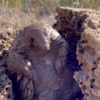 Little Pangolin Shows His Excitement While Taking His Favourite Mud Bath