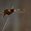 Photographer Captures Rare Photo Of Singing Blackbird’s Vortex Rings