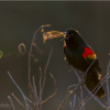 Photographer Captures Rare Photo Of Singing Blackbird’s Vortex Rings