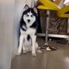 Adorable Pup Surprises Mom With His New Chose Of Unexpected Toys