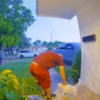 Adorable Cat Obsessed With Attentions Wants Pets From Every Delivery Guy She Meets
