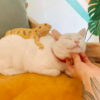 Adorable Cat Obsessed With Attentions Wants Pets From Every Delivery Guy She Meets