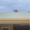 Call About Kangaroo Stuck On Roof Made Fire Department First Think It Is a Prank