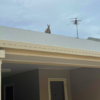 Call About Kangaroo Stuck On Roof Made Fire Department First Think It Is a Prank