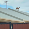 Call About Kangaroo Stuck On Roof Made Fire Department First Think It Is a Prank