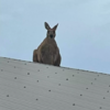 Call About Kangaroo Stuck On Roof Made Fire Department First Think It Is a Prank