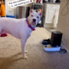 Adorable Impatient Dog Throws Tantrum Over Her New Automatic Feeder