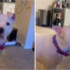 Adorable Impatient Dog Throws Tantrum Over Her New Automatic Feeder