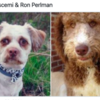 Viral Twitter Series Reveals Shocking Resemblances Between Dogs And Celebs