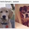 Viral Twitter Series Reveals Shocking Resemblances Between Dogs And Celebs