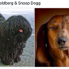 Viral Twitter Series Reveals Shocking Resemblances Between Dogs And Celebs