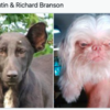 Viral Twitter Series Reveals Shocking Resemblances Between Dogs And Celebs