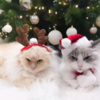 Cat Obsessed With Destroy Christmas Tree Decor Stops After Tangerine 'Force Field’