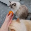 Cat Obsessed With Destroy Christmas Tree Decor Stops After Tangerine 'Force Field’