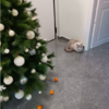 Cat Obsessed With Destroy Christmas Tree Decor Stops After Tangerine 'Force Field’