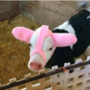 Baby Cows Wears Adorable Earmuffs For Winter Protection