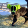 Baby Cows Wears Adorable Earmuffs For Winter Protection