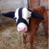 Baby Cows Wears Adorable Earmuffs For Winter Protection