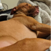 Rescue Dog Relieves Anxiety By Obsessively Kissing Her New Hairless Sister