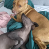 Rescue Dog Relieves Anxiety By Obsessively Kissing Her New Hairless Sister