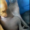 Rescue Dog Relieves Anxiety By Obsessively Kissing Her New Hairless Sister