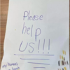 Sweet Cat Found With Sad Note And Little Adorable Surprises Under Blanket