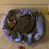 Sweet Cat Found With Sad Note And Little Adorable Surprises Under Blanket