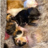 Sweet Cat Found With Sad Note And Little Adorable Surprises Under Blanket
