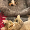 Sweet Cat Found With Sad Note And Little Adorable Surprises Under Blanket