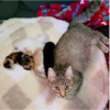 Sweet Cat Found With Sad Note And Little Adorable Surprises Under Blanket
