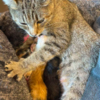 Sweet Cat Found With Sad Note And Little Adorable Surprises Under Blanket