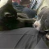 Dog Raised With Cats Learns To Purr When Getting Pet