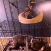 Dog Raised With Cats Learns To Purr When Getting Pet