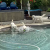 Sweet Dog Gives Best Friend a Ball Every Time She Passes