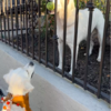 Sweet Dog Gives Best Friend a Ball Every Time She Passes