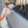 Sweet Dog Gives Best Friend a Ball Every Time She Passes