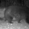 Super Chubby Bear Surprises Researchers With His Unique Size