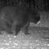 Super Chubby Bear Surprises Researchers With His Unique Size