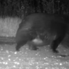 Super Chubby Bear Surprises Researchers With His Unique Size
