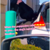 Dog Super Excited For Puppuccino Climbs In Starbucks Window