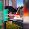 Dog Super Excited For Puppuccino Climbs In Starbucks Window